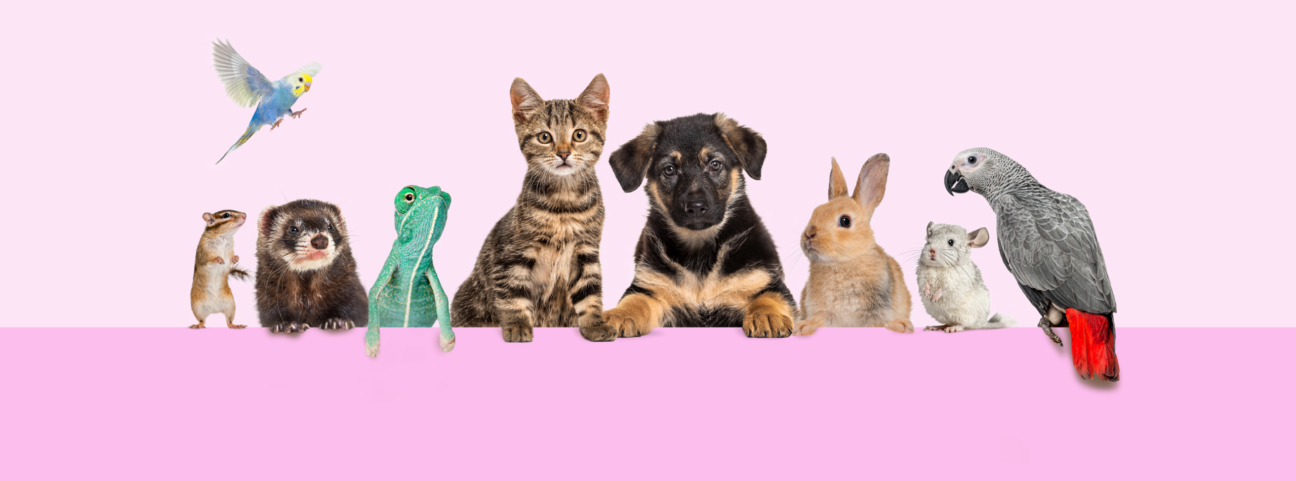 A colorful group of various animals and birds set against a vibrant pink background.