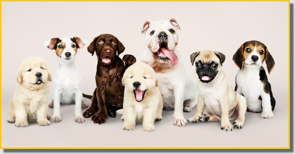 A group of dogs of various breeds standing together looking towards the camera.
