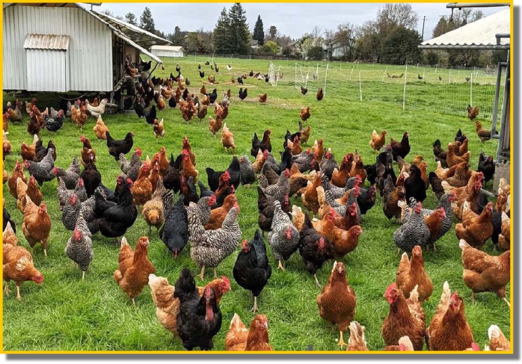 A large group of chickens foraging in a green field under a clear blue sky.
