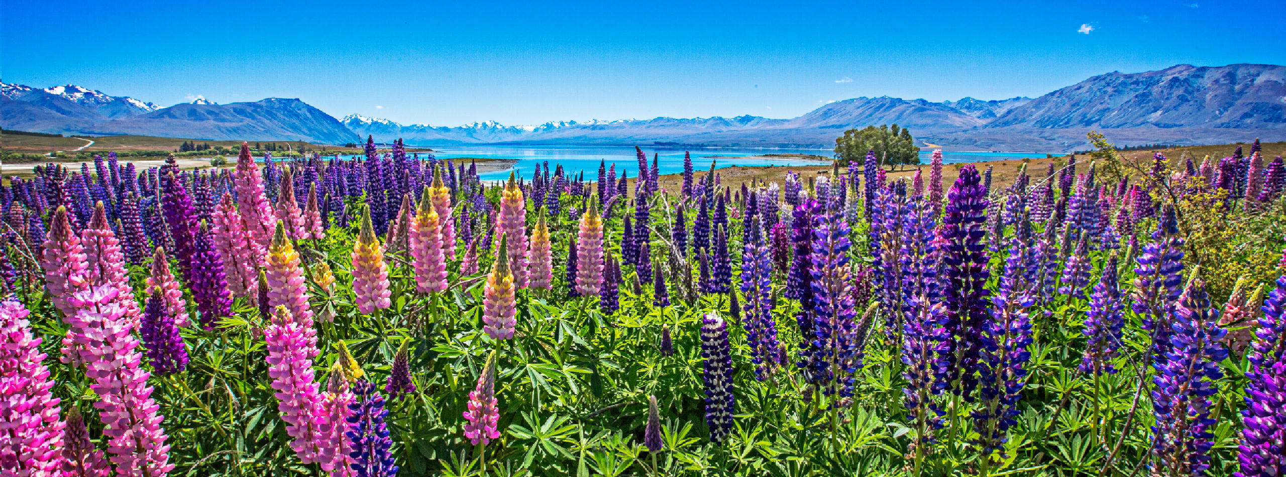 A vibrant field of purple flowers with majestic mountains rising in the background under a clear blue sky.