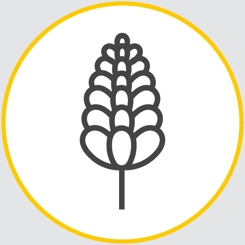 a drawing of the outline of a flower encased in a yellow circle