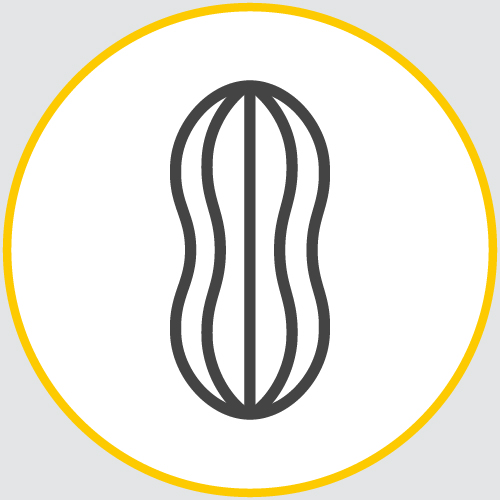 a drawing of the outline of a peanut encased in a yellow circle