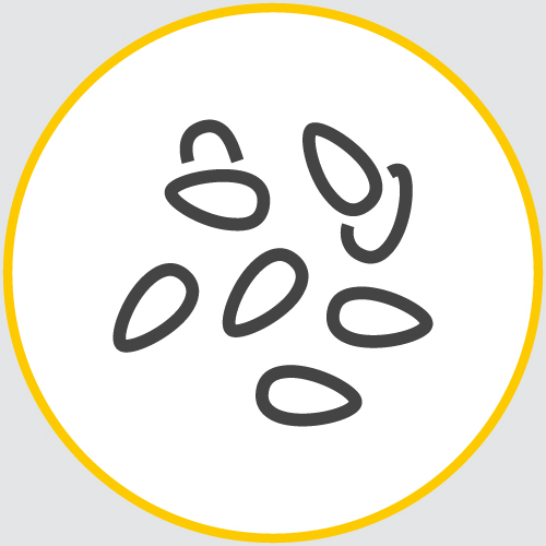 a drawing of the outline of a series of sesame seeds encased in a yellow circle