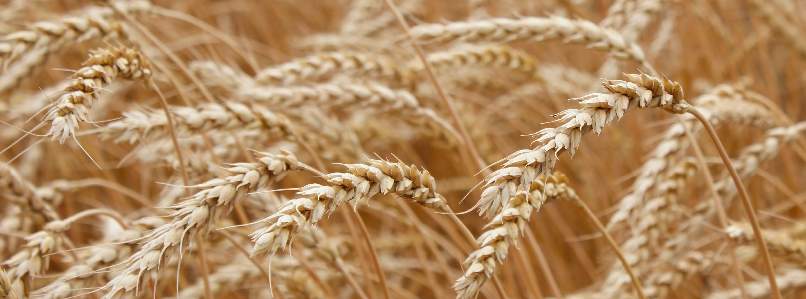 A field of golden wheat ready for harvest