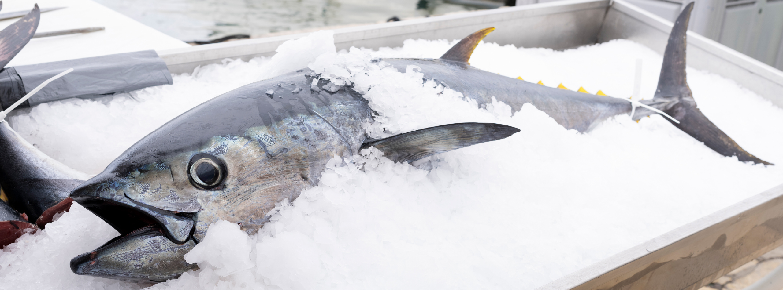A large fish rests on a blanket of ice in a fishmonger's shop