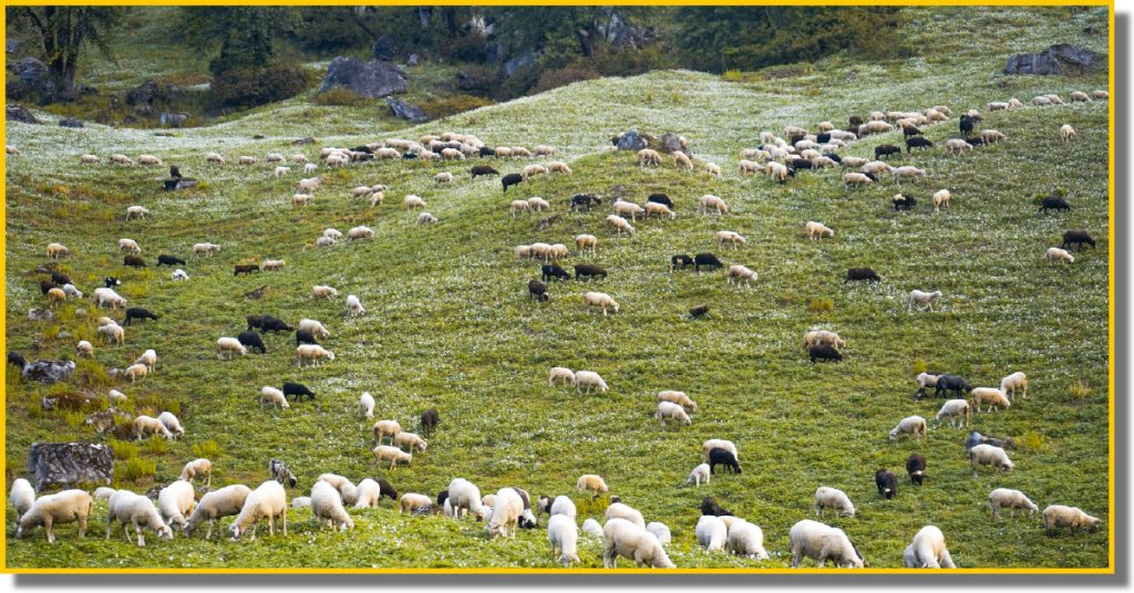 A herd of sheep grazing peacefully on a lush green field
