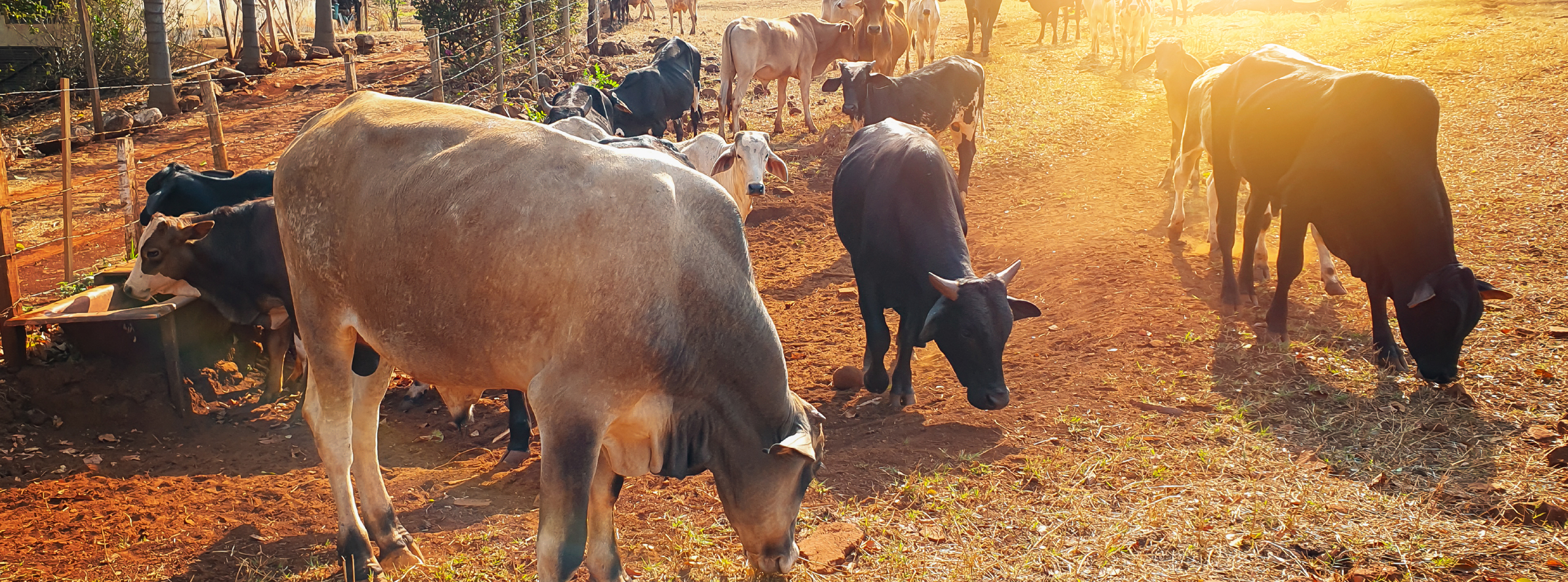 A herd of cows grazing peacefully on a sunlit dirt field