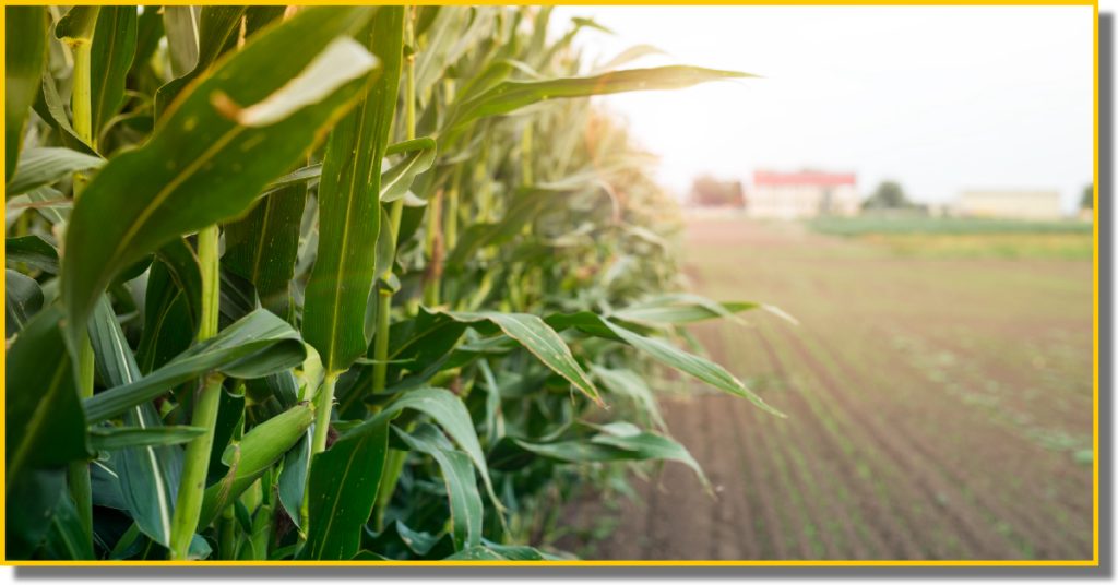 A corn field bathed in sunlight, with the sun glowing in the background