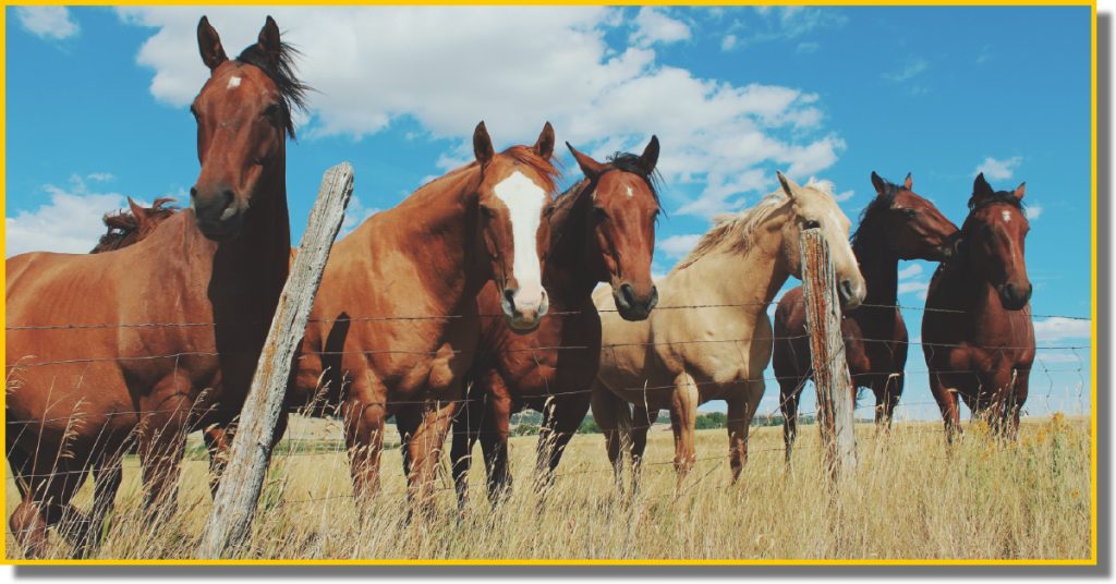 A group of horses standing together in a lush green field under a clear blue sky.