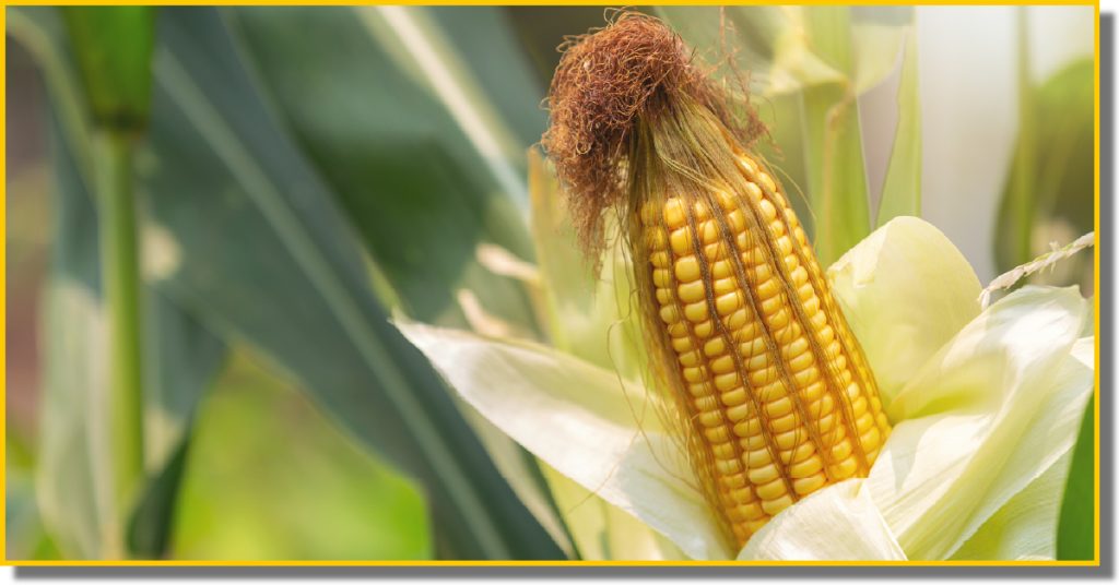 Fresh corn on the cob, with bright yellow kernels and green husks in a cornfield