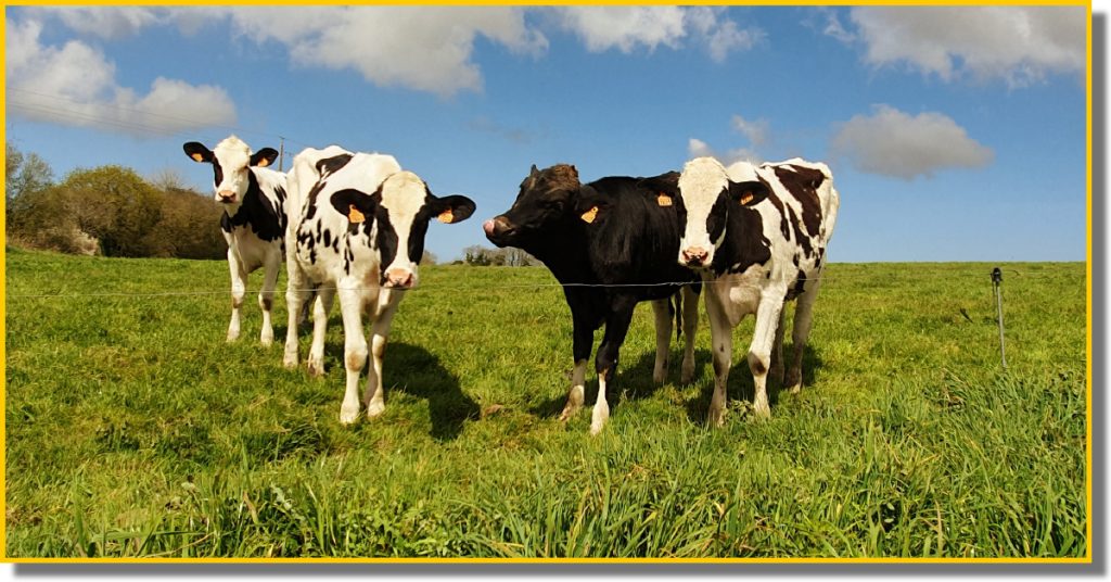 A group of cows grazing peacefully in a green field under a clear blue sky.