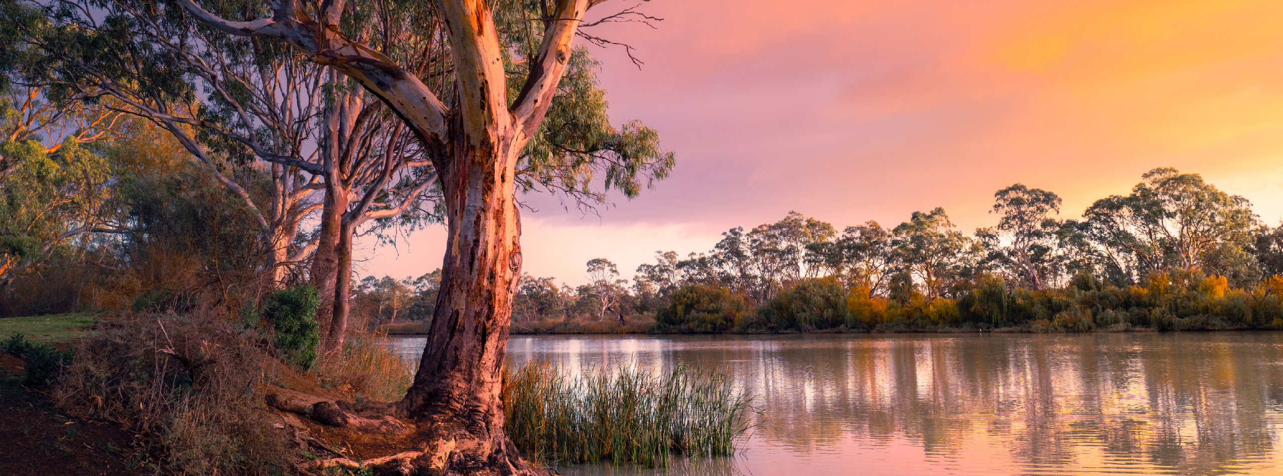 A stunning sunset casts vibrant colors over a tranquil lake, framed by trees and lush grass.