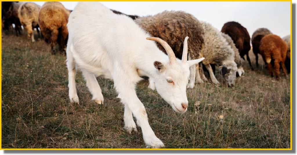 A goat walks through a grassy field alongside several other goats and sheep