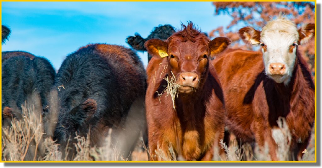 A group of cows grazing peacefully in a green field under a clear blue sky