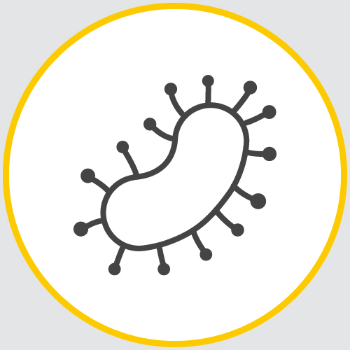 a drawing of the outline of a bacterium encased in a yellow circle