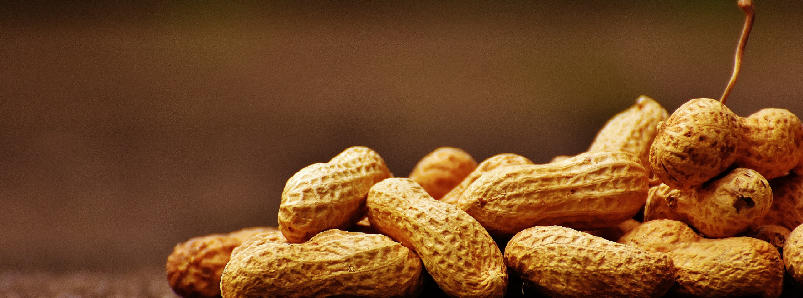 a close up image of peanuts in their shell on a bench