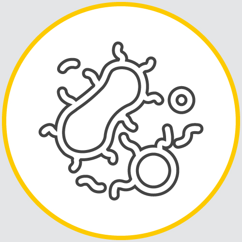 a drawing of the outline of a series of organisms encased in a yellow circle
