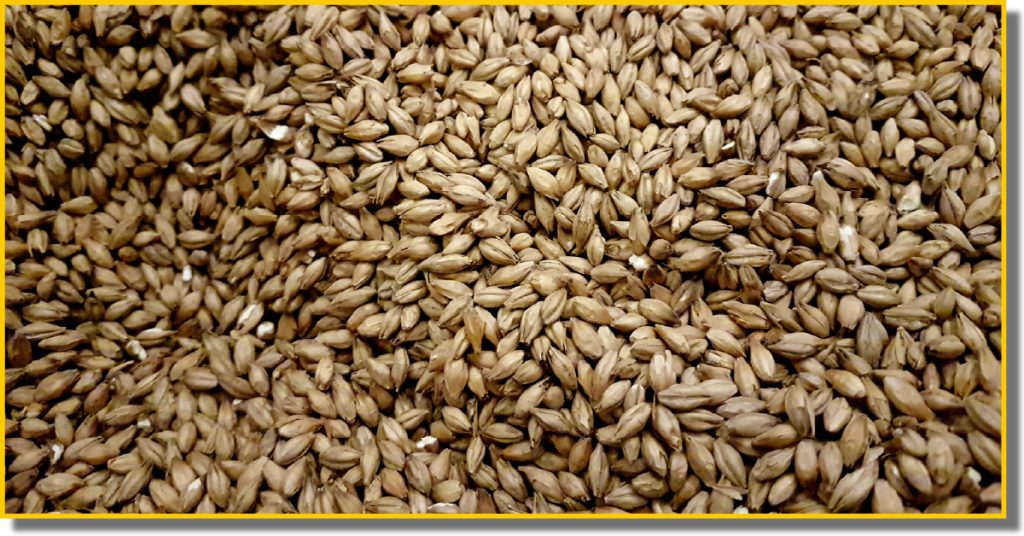 Close-up of a pile of barley seeds, showcasing their round shape and golden-brown colour against a neutral background