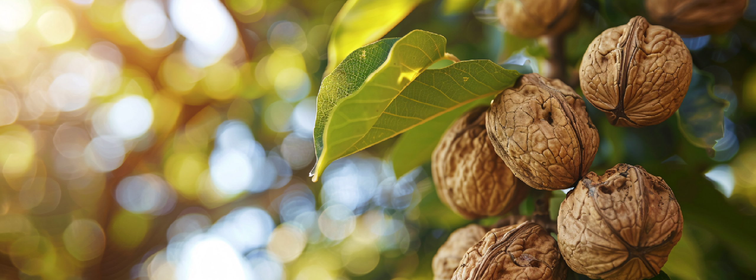 Walnuts growing on a tree branch, surrounded by green leaves under natural sunlight.
