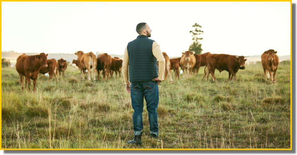 A man stands in front of a herd of cows in a paddock