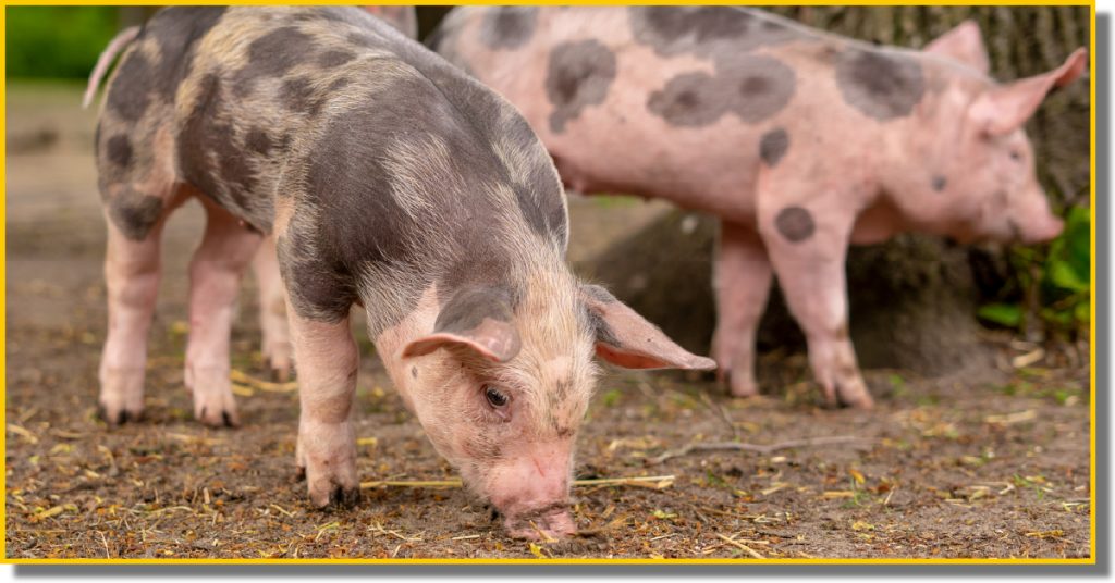 Two pigs are standing in the dirt next to a tree