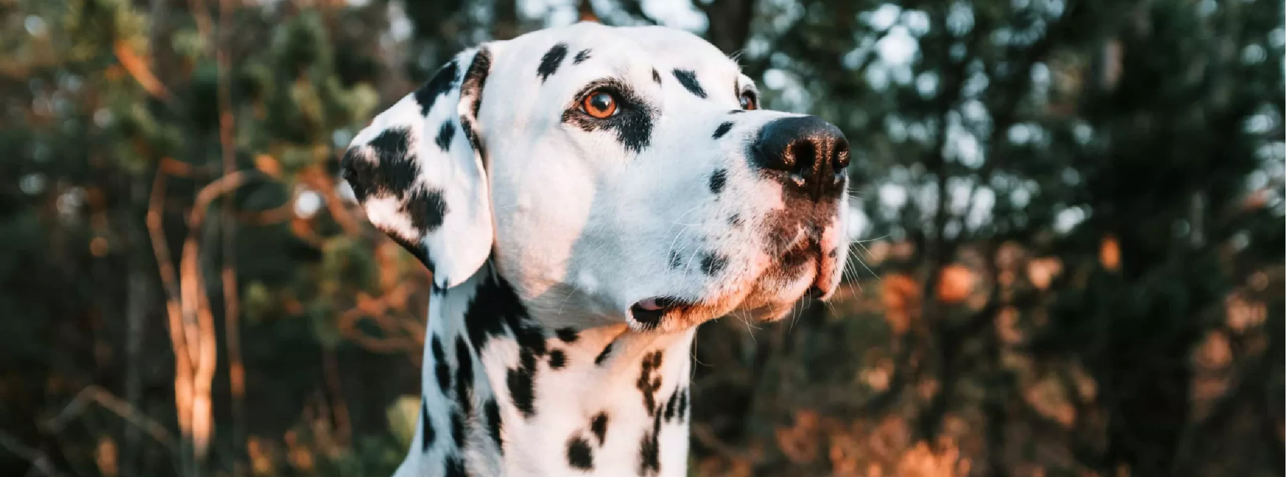 A dalmatian dog standing among trees in a wooded area, showcasing its distinctive black and white spotted coat.