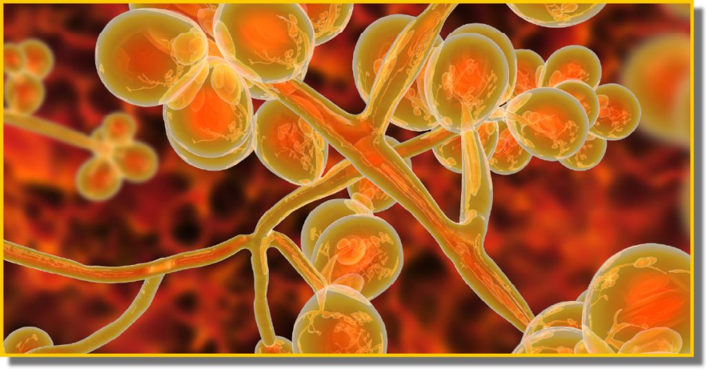 a microscopic image of orange and red fungi set on a deep red background